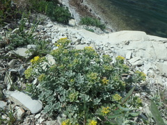 Odontarrhena obtusifolia