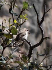 Muscicapa striata balearica