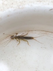 Isoperlinae