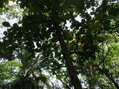 Neonauclea reticulata