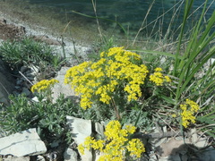Odontarrhena obtusifolia