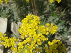 Odontarrhena obtusifolia