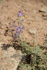 Teucrium orientale