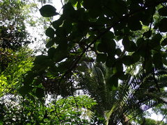 Neonauclea reticulata