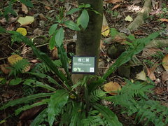 Neonauclea reticulata