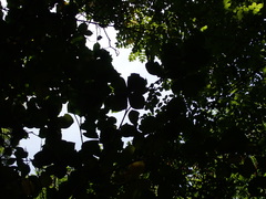 Neonauclea reticulata