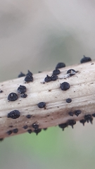 Leptosphaeria acuta