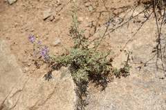 Teucrium orientale