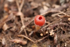 Microstoma protractum