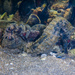 Observation photo
