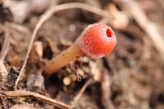 Microstoma protractum