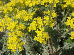 Odontarrhena obtusifolia