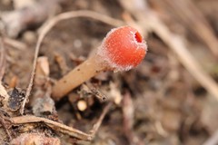 Microstoma protractum