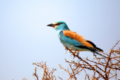 Coracias garrulus
