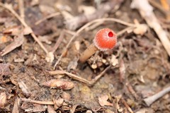 Microstoma protractum