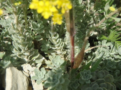 Odontarrhena obtusifolia