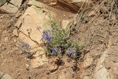 Teucrium orientale
