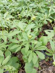 Ranunculus cassubicus