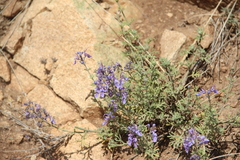 Teucrium orientale