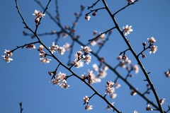 Prunus davidiana