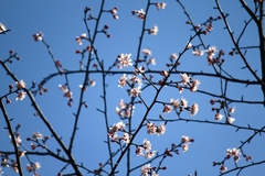Prunus davidiana