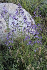 Teucrium orientale