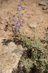 Teucrium orientale