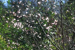 Prunus davidiana
