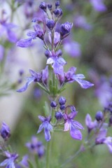 Teucrium orientale