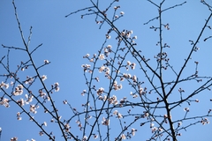 Prunus davidiana