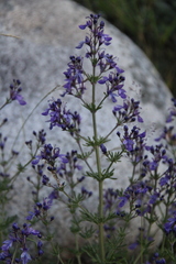 Teucrium orientale