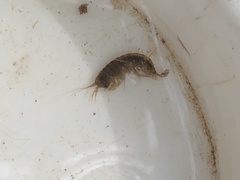 Gammarus pulex