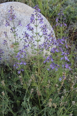 Teucrium orientale