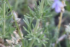 Teucrium orientale