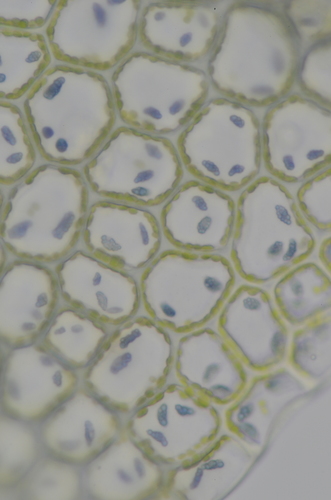 Image of Calypogeia azurea by no rights reserved