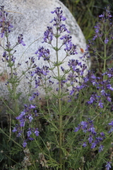 Teucrium orientale