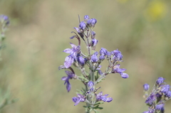 Teucrium orientale
