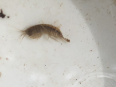 Gammarus pulex