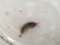 Gammarus pulex