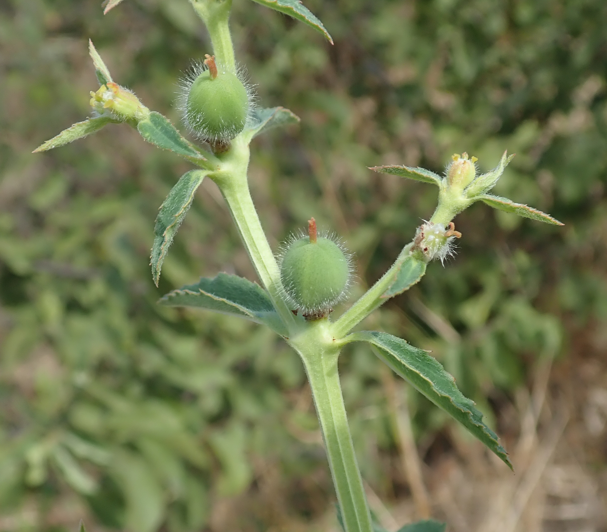 Euphorbia crotonoides