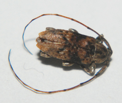 Astyleiopus variegatus