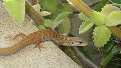 Elgaria multicarinata webbii