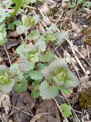 Glechoma hederacea