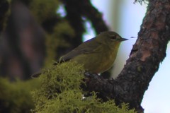 Leiothlypis celata orestera