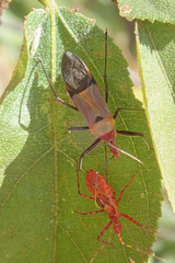 Pseudophonoctonus formosus