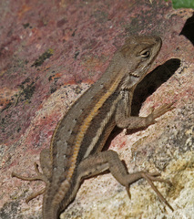 Sceloporus virgatus