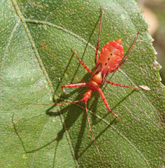 Pseudophonoctonus formosus