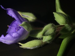 Tradescantia