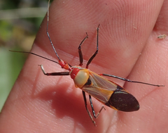 Pseudophonoctonus formosus