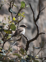 Muscicapa striata balearica